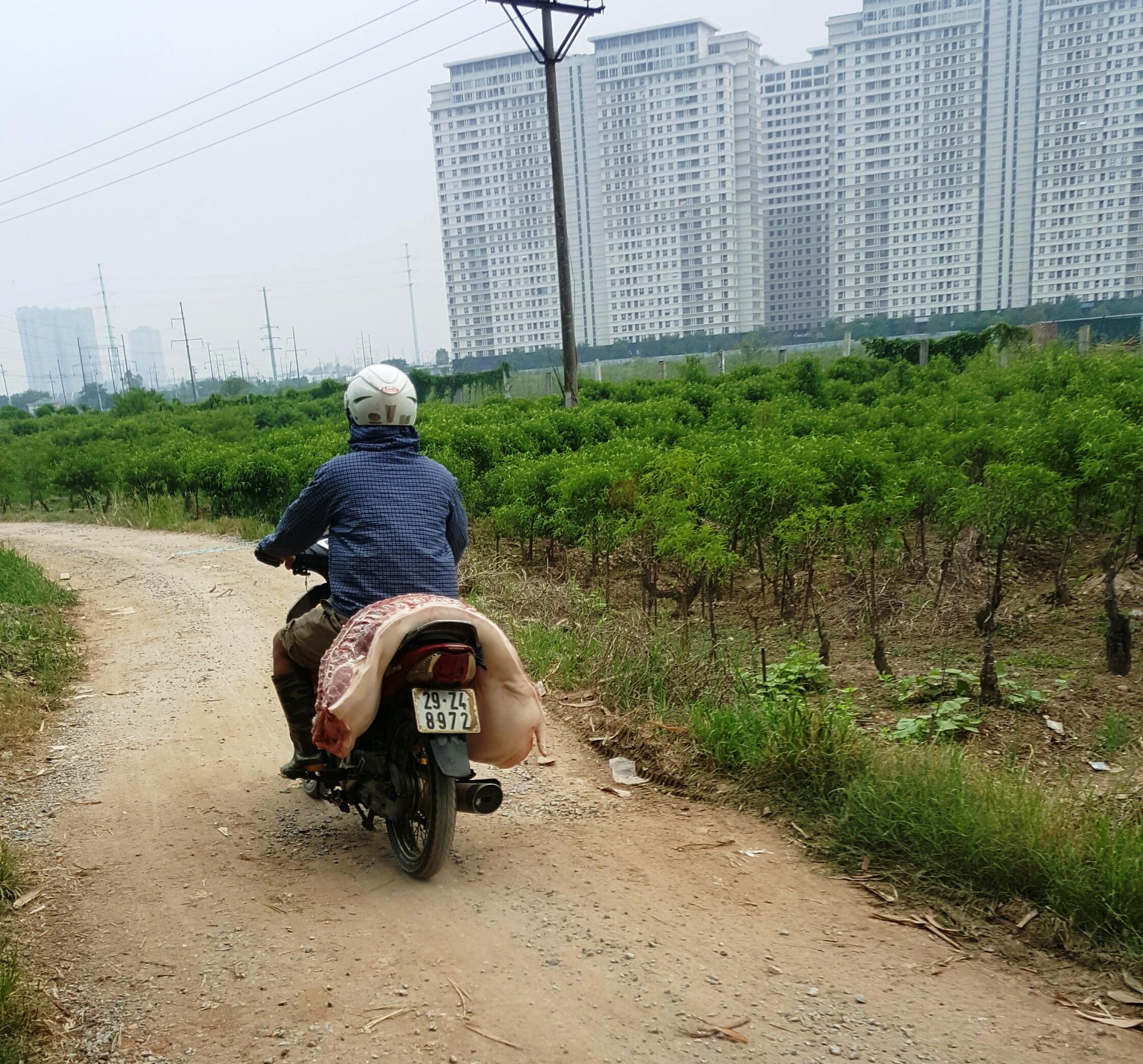 Quản lý hoạt động giết mổ gia súc, gia cầm ở Hà Nội: Những bất cập cần khắc phục kịp thời